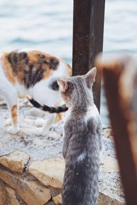 View of two cats on wooden post