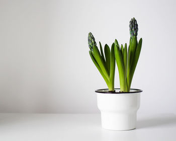 Close-up of potted plant on table against white background