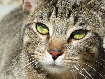 Close-up portrait of cat