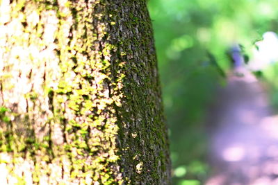 Close-up of moss on tree trunk