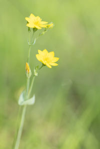 Close-up of yellow flowering plant