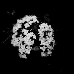 Close-up of white flower