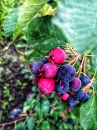 Close-up of berries on tree