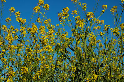 Close-up of yellow flowering plants against clear sky