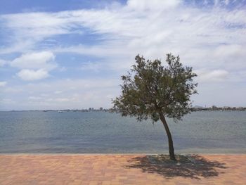Tree by sea against sky