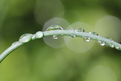 Close-up of water drops on leaf