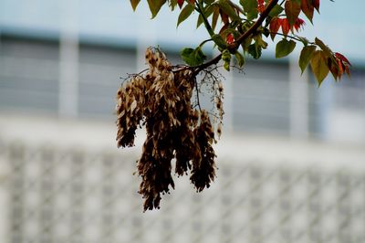 Close-up of dried leaves hanging on tree