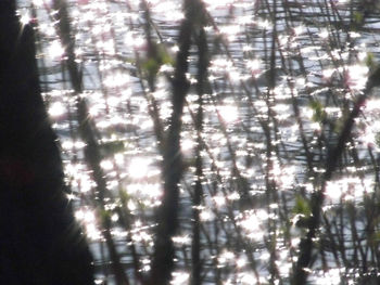 Defocused image of trees in forest