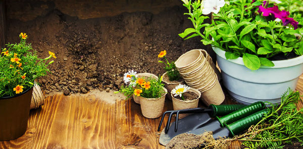 Potted plant on table