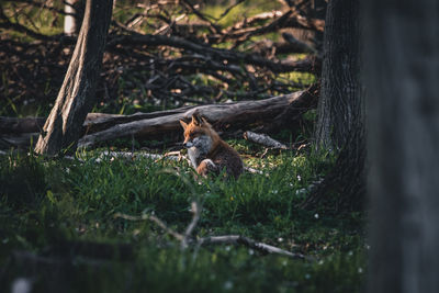 Close-up of squirrel on field