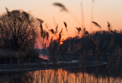 Close-up of silhouette trees by lake against sky during sunset