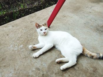 High angle portrait of cat relaxing on floor