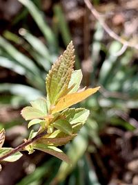 Close-up of green leaves on plant