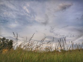 Plants growing on land against sky