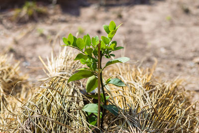 Close-up of plant growing on field