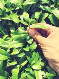 Close-up of hand holding plant