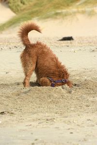 Lion on shore at beach