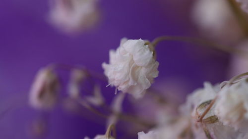 Close-up of white flowering plant