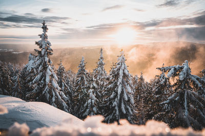 Panoramic view of trees against sky during sunset