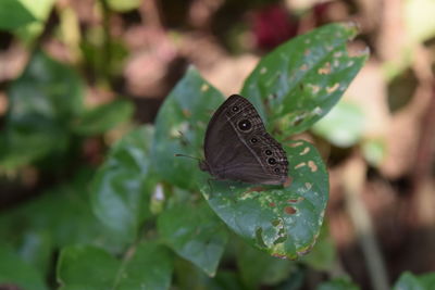 Close-up of butterfly on leaves