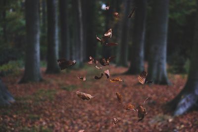 Close-up of ducks in forest