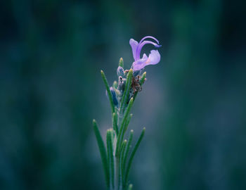 Close-up of purple flowering plant