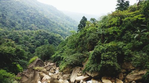 Scenic view of forest against sky