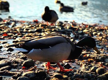 Close-up of seagulls on shore