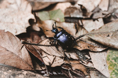 Close-up of insect