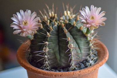 Close-up of succulent plant in pot