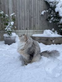 Close up  of cat in the snow in backyard in london. siberian cat playing in garden in the snow