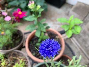 Close-up of purple flowering plant in pot