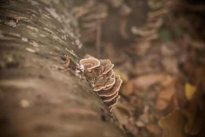 Close-up of dry leaf on tree trunk