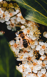 Close-up of bee pollinating on flower