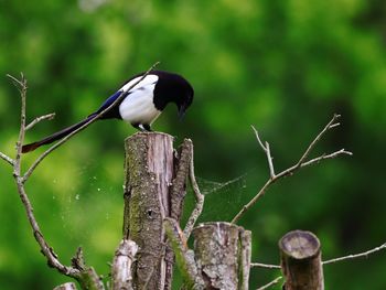 Close-up of bird perching on tree