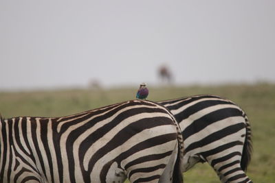 Close-up of zebra on field against clear sky