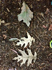 High angle view of dry leaves