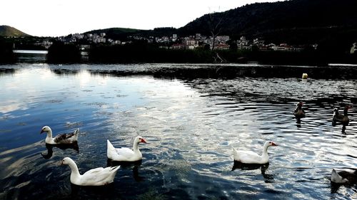 Swans swimming in lake