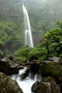 Scenic view of waterfall in forest