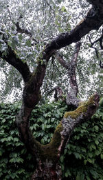 Full frame shot of tree trunk