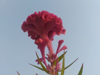 Pink velvet celosia flower