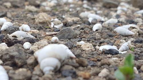 Close-up of stones on sand