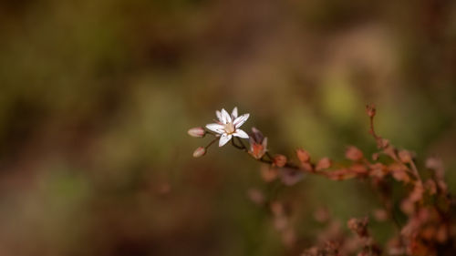 Close-up of white flowering plant