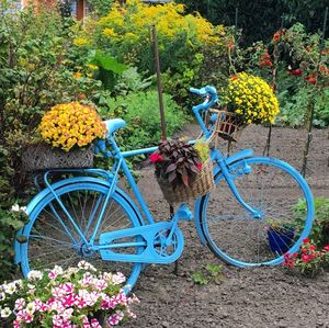 Flowers in bicycle by plants