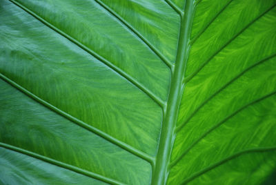 Close-up of a green leaf