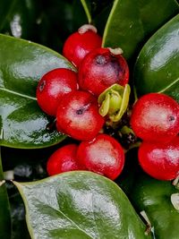 Close-up of wet tomatoes on tree