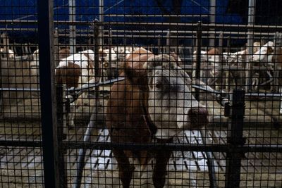View of cat in cage