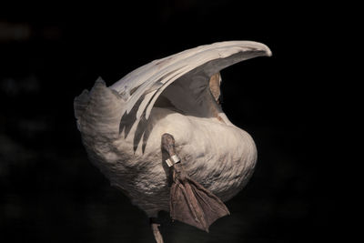 Close-up of bird perching on black background