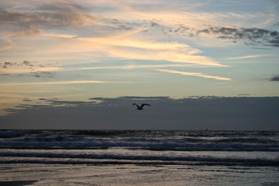 Bird flying over sea