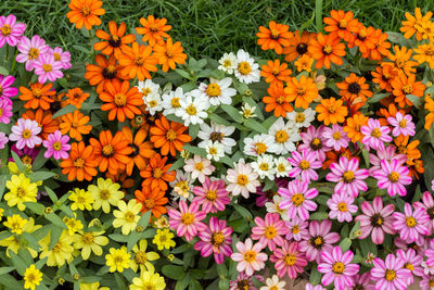 Full frame shot of flowering plants